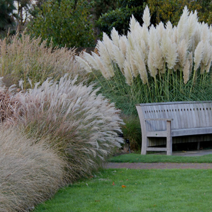 grasses nursery