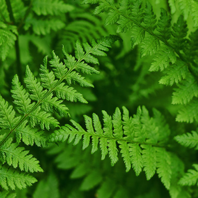 fern nursery