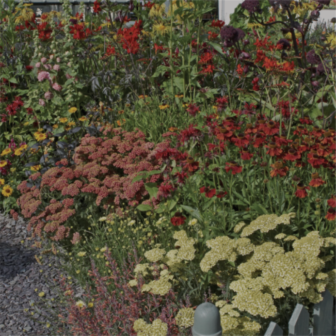 perennials nursery