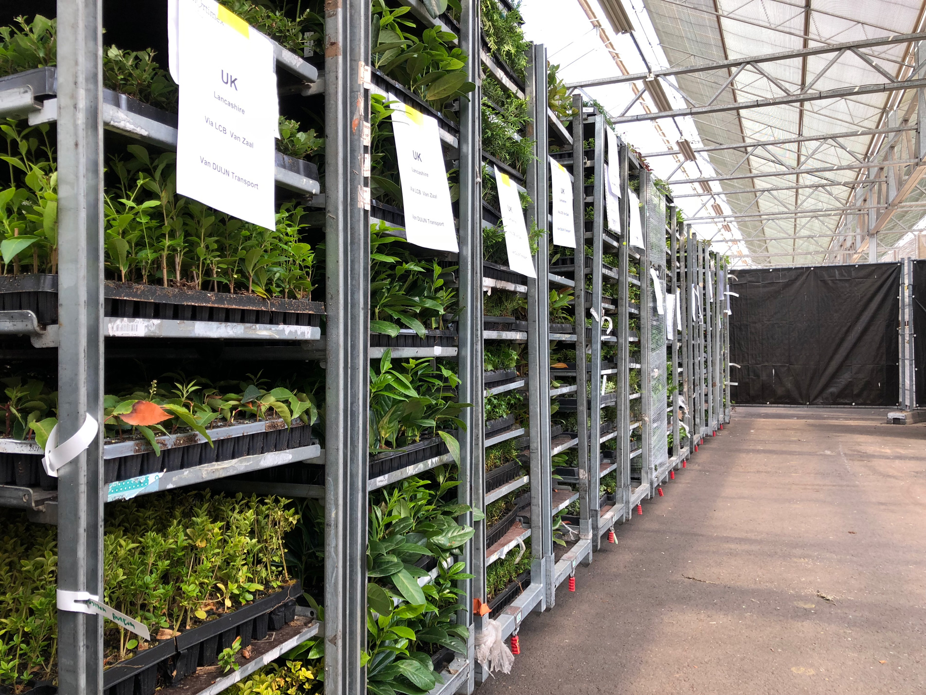 Hydrangea nursery